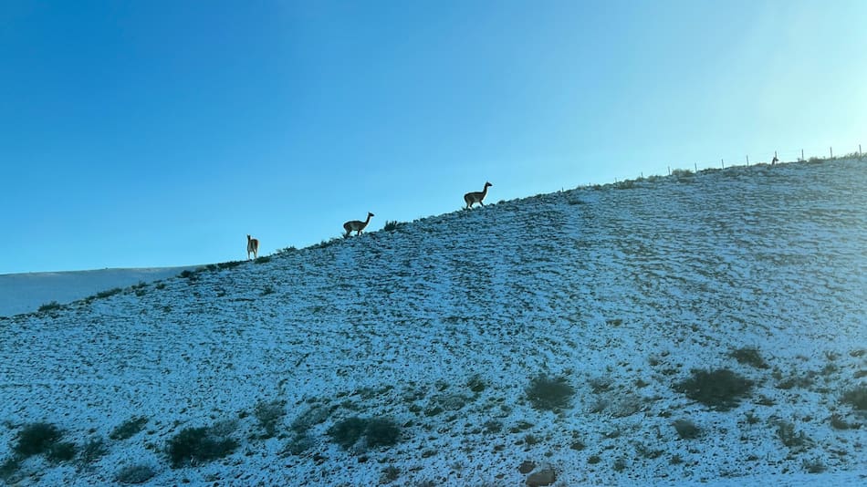 Guanacos en la Patagonia. Foto: Unsplash