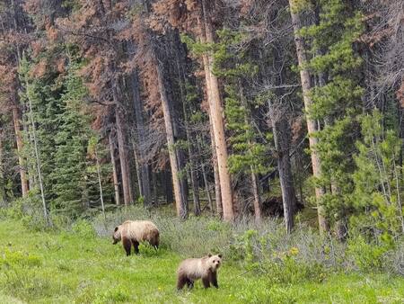 Osos pardos. Foto: Unsplash.