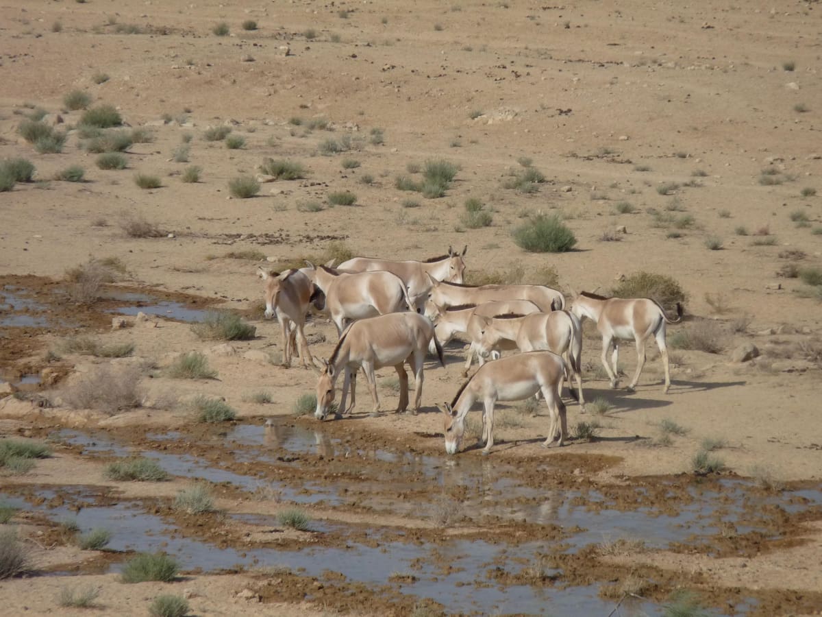 Los asnos salvajes fueron reintroducidos en el desierto del Néguev en 1982, en un proyecto de conservación que permitió recuperar la especie en la región.