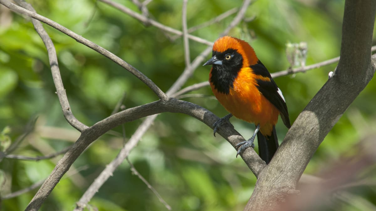 Estas aves guardar el veneno en su piel, plumas, huesos y órganos internos. Foto: Freepik.