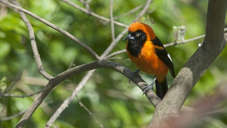 Estas aves guardar el veneno en su piel, plumas, huesos y órganos internos. Foto: Freepik.