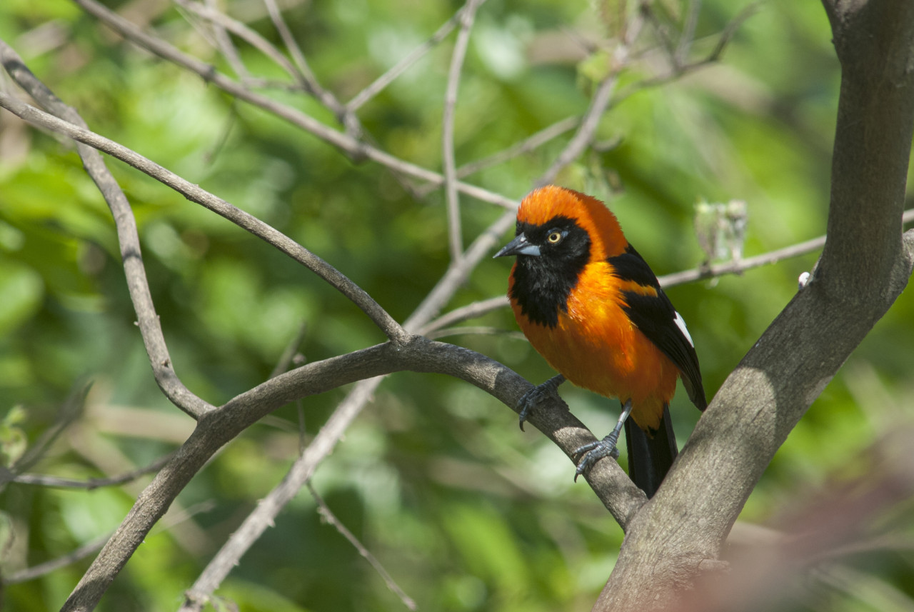 Estas aves guardar el veneno en su piel, plumas, huesos y órganos internos. Foto: Freepik.