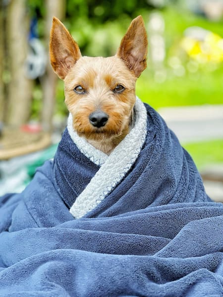 Perro. Fuente: Unsplash