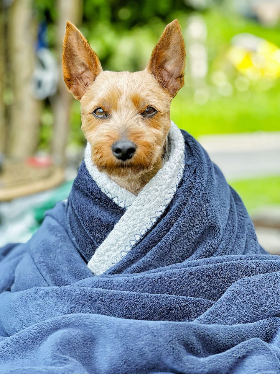 Perro. Fuente: Unsplash