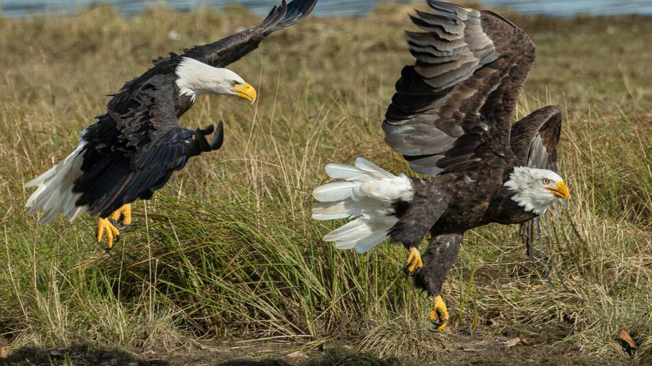 Águilas. Foto: Usplash.