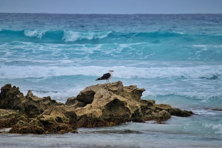 Albatros errante, ave. Foto: Pixabay.