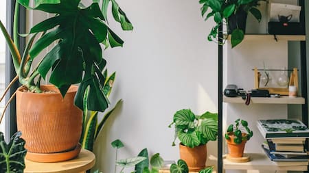 Planta Costilla de Adán.