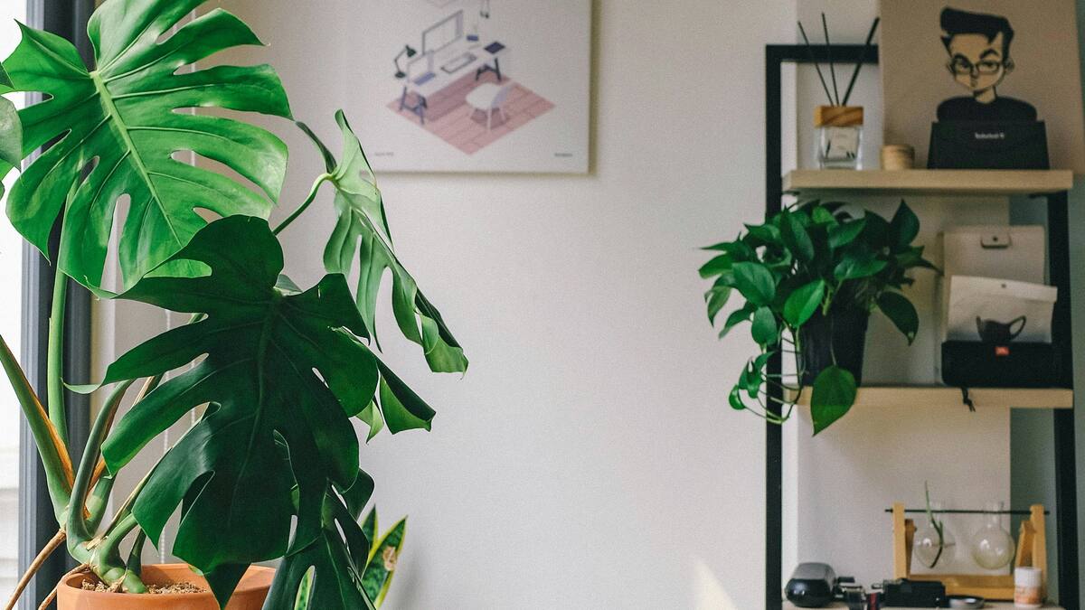 La majestuosa planta de interior que es tendencia: llena de vida y naturaleza cualquier hogar