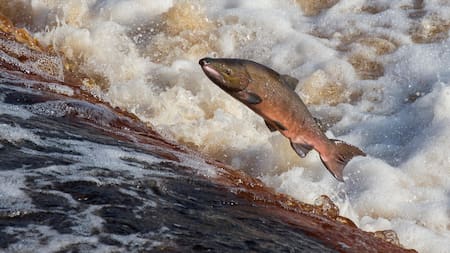 Salmón. Foto: Unsplash.
