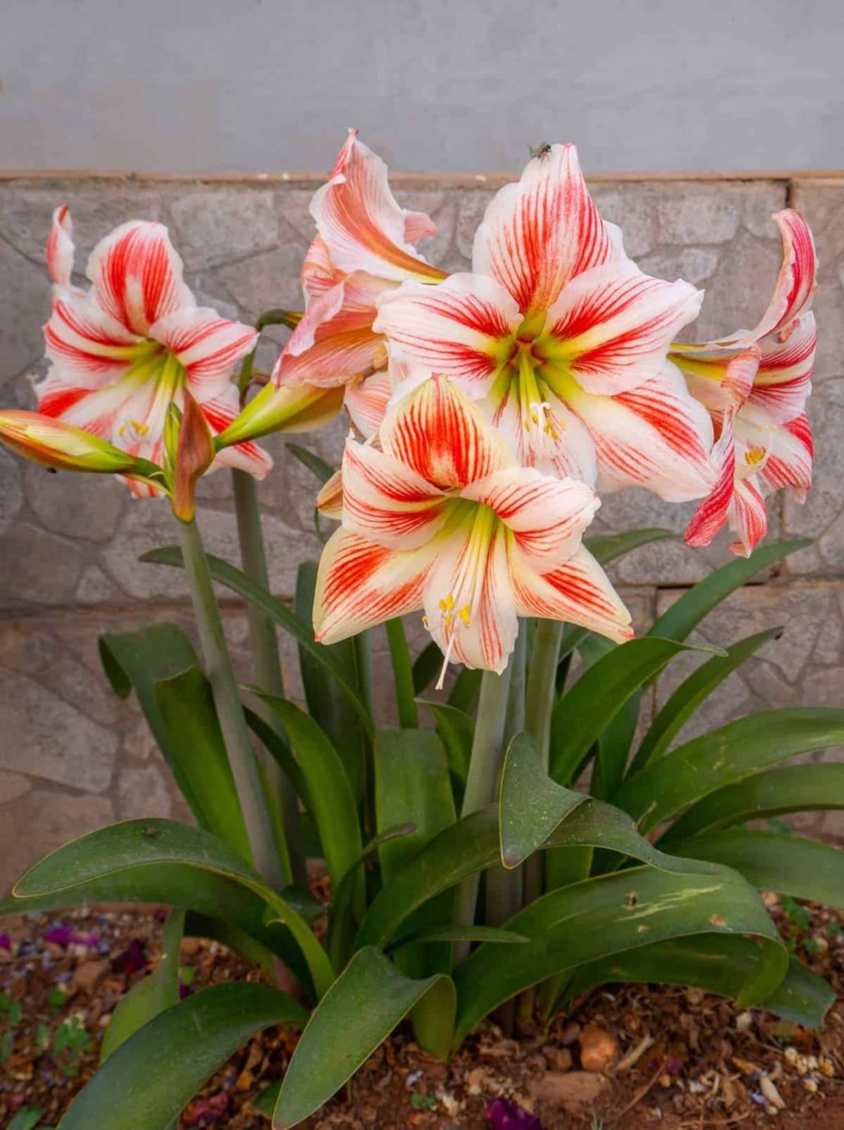 Amarilis: la planta de flores grandes y coloridas que puede cultivarse en macetas y decorar los interiores.