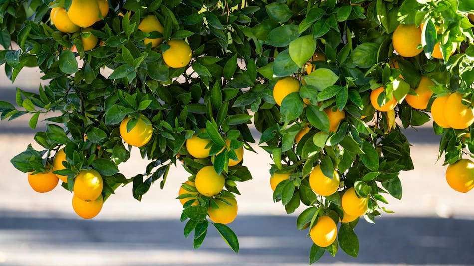 Para qué sirve la pimienta en el limonero.