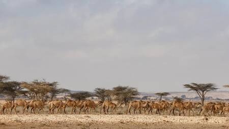 Ola de calor en África. Foto: EFE
