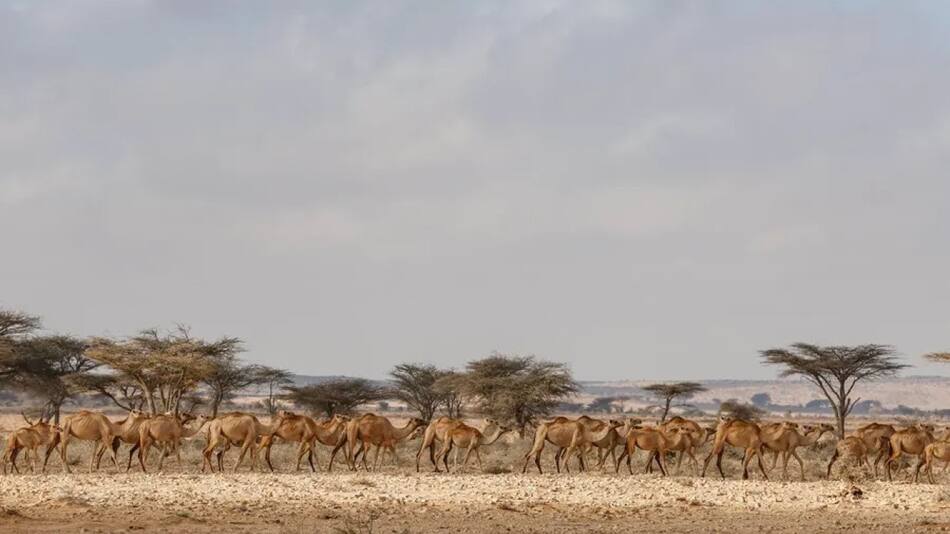 Ola de calor en África. Foto: EFE