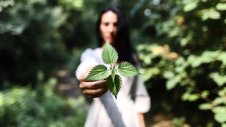 Está en todos lados y tiene beneficios para la salud: la planta silvestre que alivia dolores y depura el cuerpo