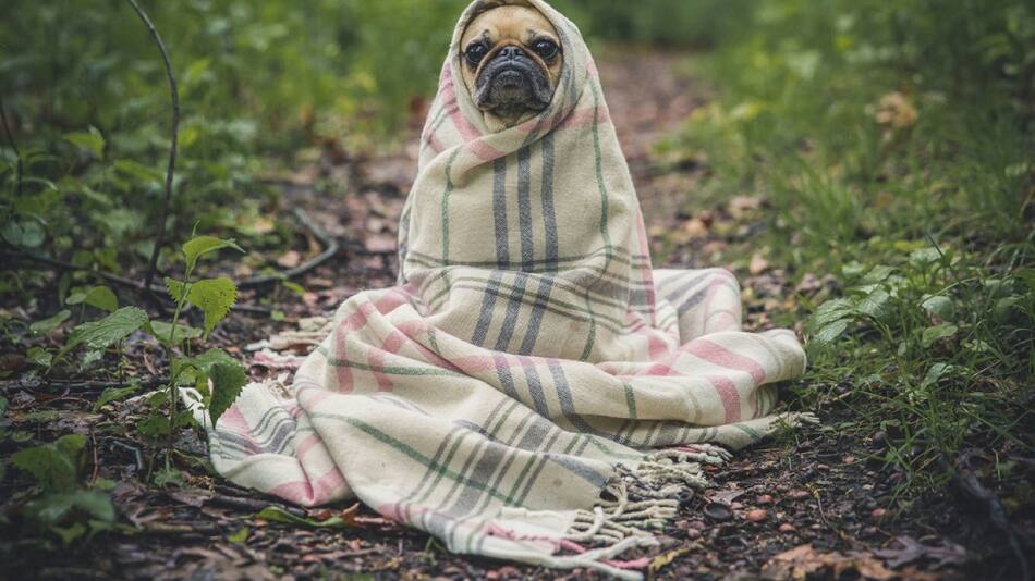 Perros, mascotas. Foto: Unsplash.