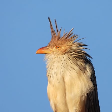 Pájaro Pirincho, ave. Foto INSTAGRAM @mas_aves_arg