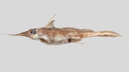 Un grupo de investigadores descubrió una nueva especie de quimera o “tiburón fantasma”. Foto: Unsplash.