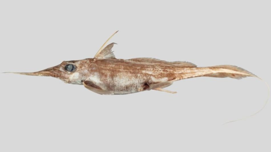 Un grupo de investigadores descubrió una nueva especie de quimera o “tiburón fantasma”. Foto: Unsplash.