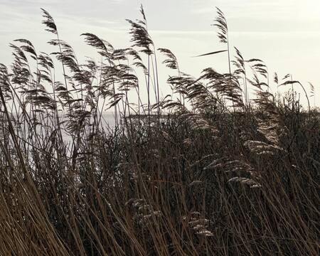 Vientos fuertes. Foto: Pexels.