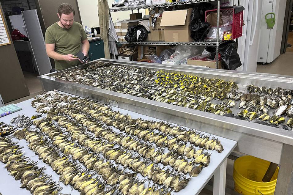 Expertos inspeccionan los cuerpos de las aves. Foto: gentileza Museo Field de Chicago.
