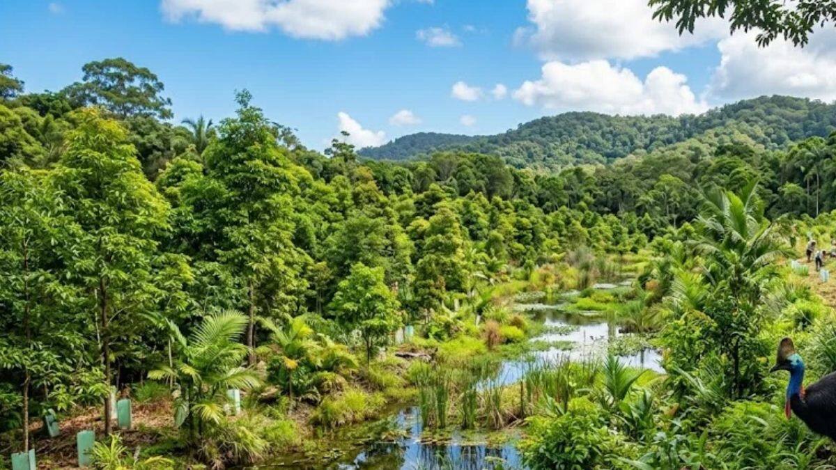 Una mujer compró un terreno de caña de azúcar, plantó 119.000 árboles y 10 años después se convirtió en una selva.