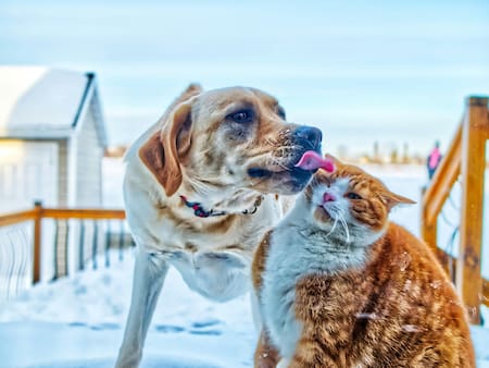 Perros y gatos. Foto: Unsplash