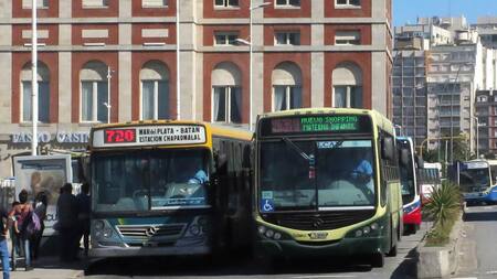 Colectivos en Mar del Plata