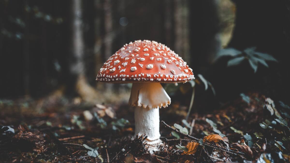 Hongos, Foto: Unsplash