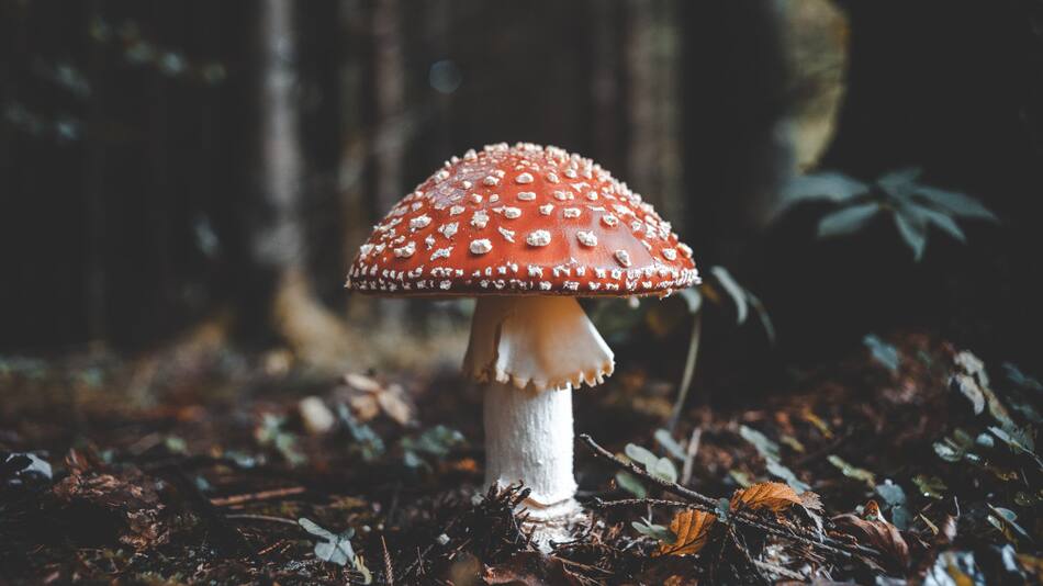 Hongos, Foto: Unsplash