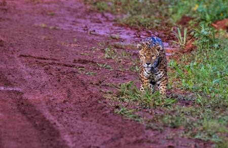 Yaguareté. Foto: Red Yaguareté (Adrián Heredia).