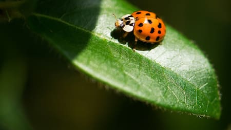 Mariquita, bicho. Foto: Unsplash.