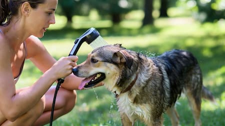 Los perros necesitan bañarse para mantenerse limpios y frescos durante el verano.