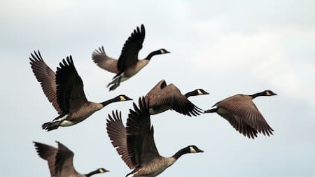 Cuál es la ciudad con más aves del mundo.