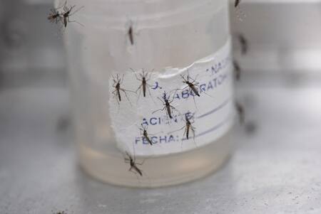 Los guppies combaten el dengue en Cali. Foto: EFE.