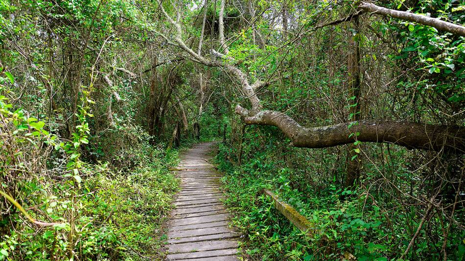 Reserva Natual Punta Lara. Foto: Provincia de Buenos Aires.