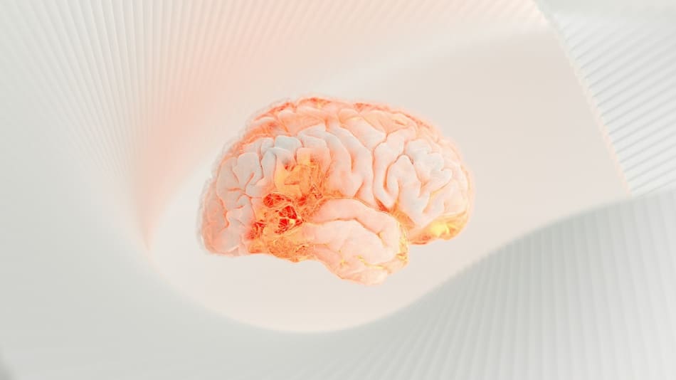 Cerebro. Foto: Unsplash.