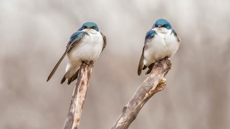 Aves. Foto: Unsplash.