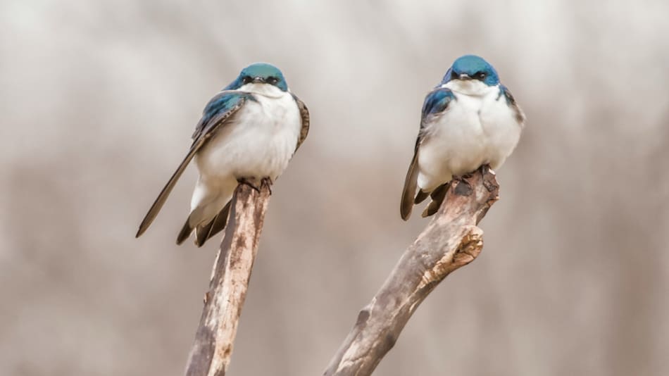 Aves. Foto: Unsplash.