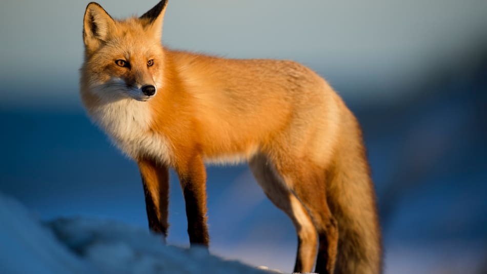 Zorro. Foto: Unsplash