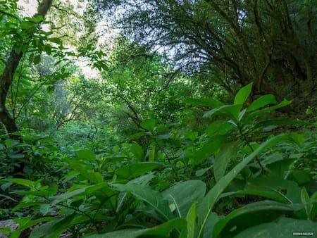 Bosque de Arrayanes, Catamarca. Foto: Geografía de Catamarca.
