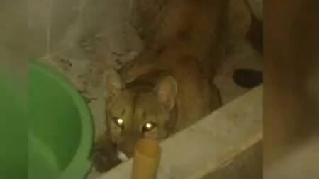 Puma encontrado en una casa de Salta. Foto: NA.