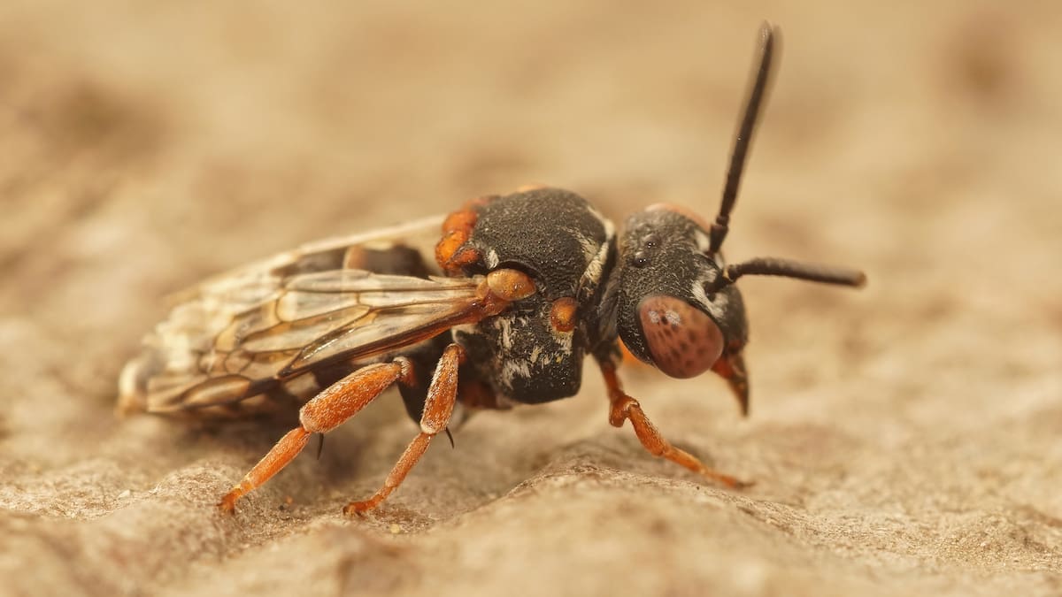 Invasión de avispas carnívoras.