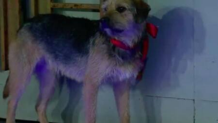 Bigotes, la mascota de GH Chile. Foto: Twitter.