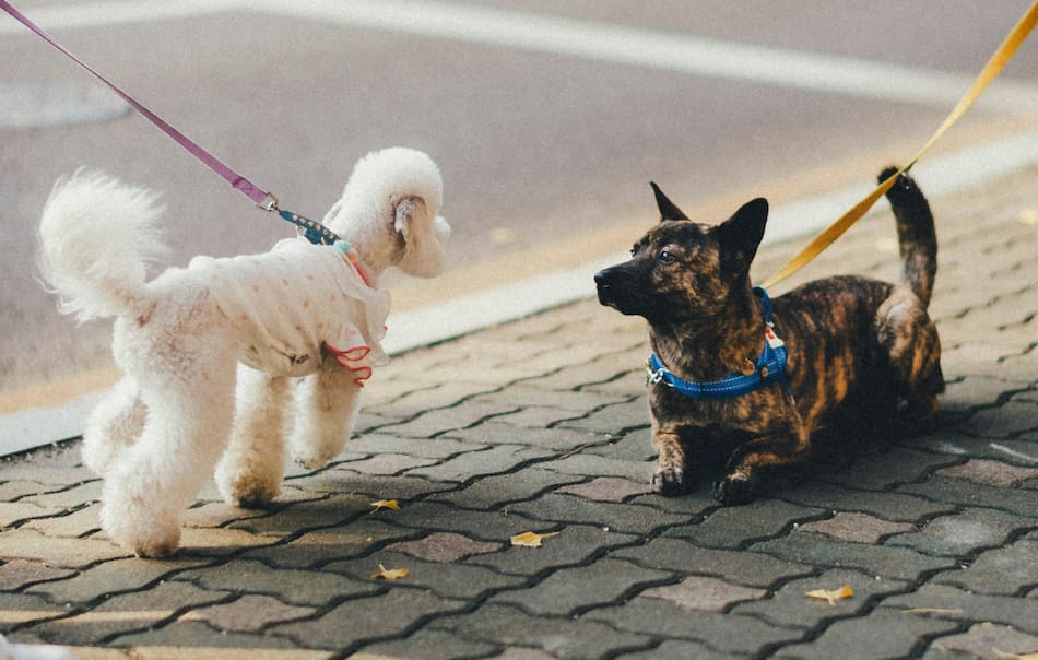 Perros. Foto: Unsplash