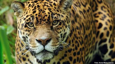 Yaguareté, fauna, animales