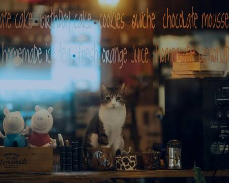 Cat café. Foto: Pexels.