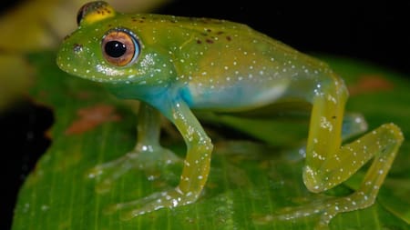 La rana Boophis luciae, en Madagascar. Foto: EFE