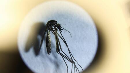El virus Oropuche se transmite a través de la picadura de mosquitos. Foto: EFE.
