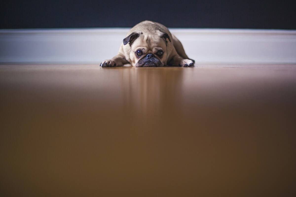 Raza Pugs. Foto: Unsplash.