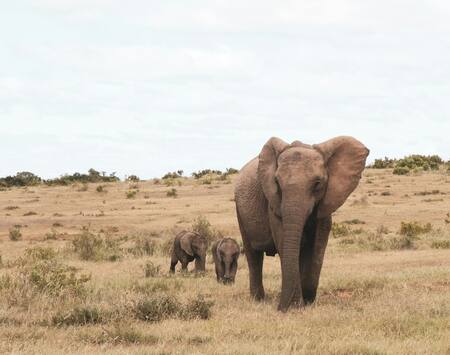 La gestación de un elefante es de veintidós meses, la más larga de todos los mamíferos. Foto: Unsplash.